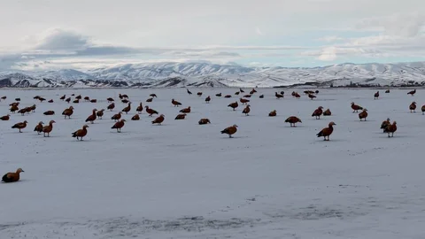 Angut Kuşlarının Göçü Erzincan'da Görüntülendi
