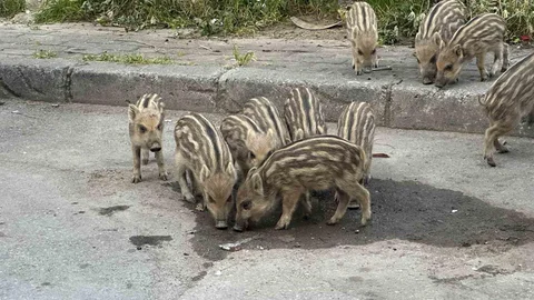 İzmir'de Yaban Domuzları Sokaklarda Görüntülendi