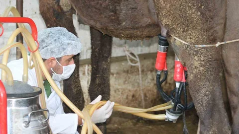 Deve Sütü Gıda Teknolojisine Katkı Sağlayacak