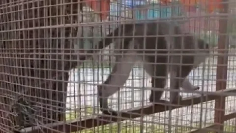 Denizli'de Üç Örümcek Maymunu Ele Geçirildi