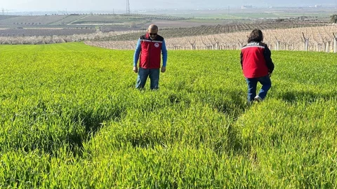 Manisa'da Buğday Üreticilerine Uyarı
