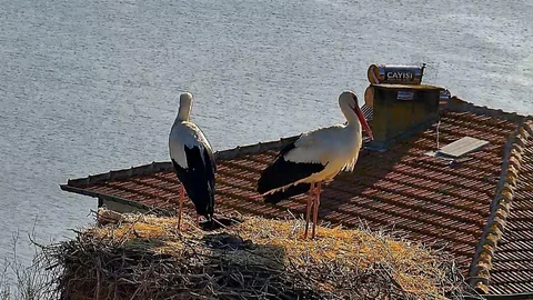 Beklenen Leylek Buluşması Gerçekleşti