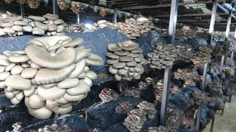 Çarşamba'da İstiridye Mantarı Üretimi Artıyor