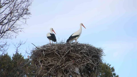 Beyşehir'de Leylekler Baharı Karşıladı