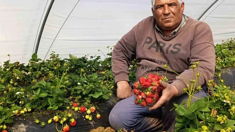 Köprübaşı Çileği Altın Sezonunu Kutluyor