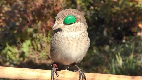 Atmacacılık Geleneğine Destek Verildi