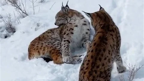 Erzincan'da İki Vaşak Görüntülendi