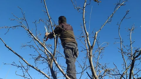 Erzincan'da Çiftçilere Budama Uyarısı