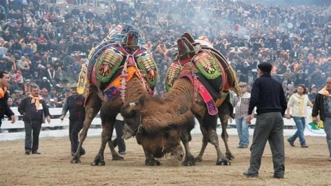 Balıkesir'de Deve Güreşleri Yeniden Başlıyor