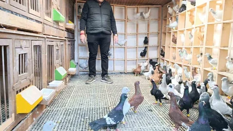 Kahramanmaraş'ta Güvercin Yetiştiriciliği Yapıyor