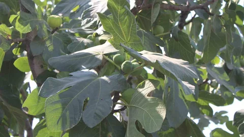 Aydın'da İncir Üretiminde Yenilenebilir Enerji Etkisi