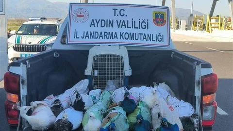 Nazilli'de Tavus Kuşu Ele Geçirildi