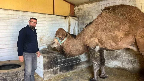 Deve Güreşleri İptal Oldu, Develer Dinleniyor