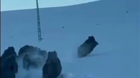 Ardahan'da Domuz Sürüsü Görüntülendi