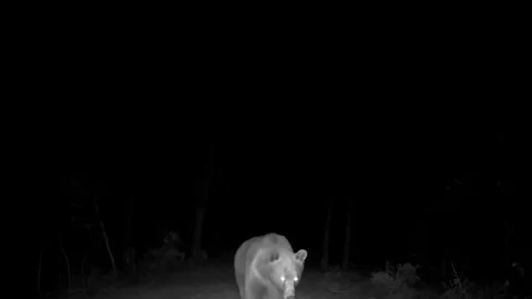 Safranbolu'da Boz Ayı Görüntülendi