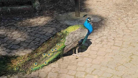 Aydın'da Tavus Kuşları Ele Geçirildi