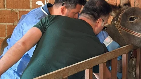 Aydın'da At ve Eşeklerden Numune Alımları