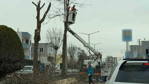 Adıyaman'da Ağaç Budama Çalışmaları