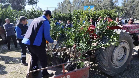Muğla'da Üreticilere Fidan Desteği Verildi