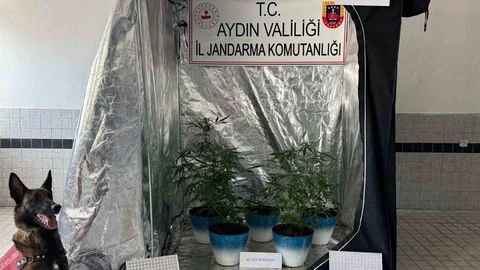 Aydın'da Kenevir Yetiştiren Şahıs Yakalandı