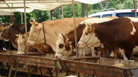 Buldan'da Şap Karantinası Sona Erdi