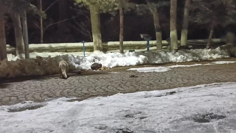 Kars'ta Kedi ve Tilki Karşılaştı