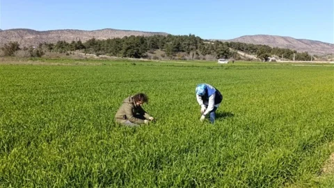 Bilecik'te Buğday Alanları Denetlendi
