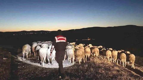 Kütahya'da Kayıp Hayvanlar Bulundu
