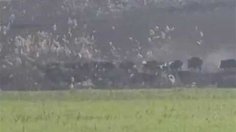 Diyarbakır'da Domuz Sürüsü Görüntülendi