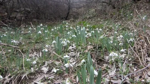 Kütahya'da Kardelen Koparmanın Cezası 699 Bin TL