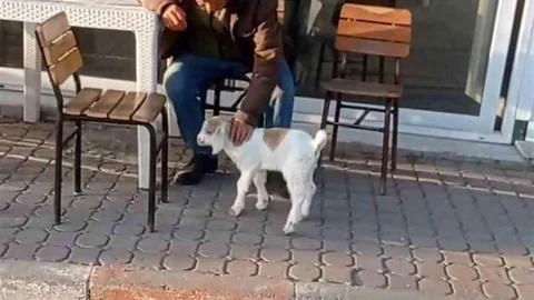 Edirne'de Keçi ile Alışveriş Keyfi