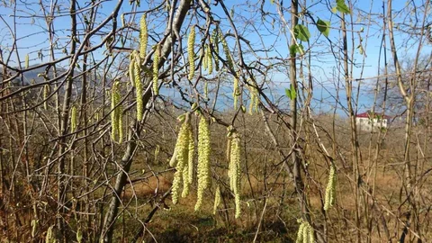 Giresun'da Fındık Üretimi İçin Uyarılar