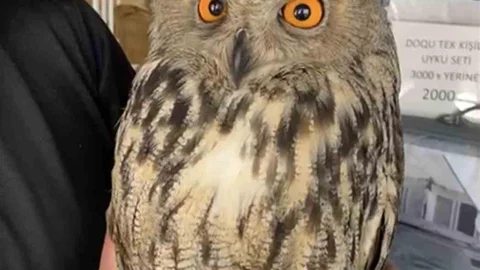 Elazığ'da Yaralı Puhu Teslim Edildi