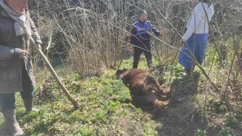 Samsun'da İnek Kurtarma Operasyonu