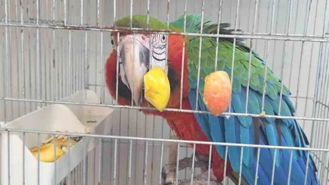 İpsala Sınır Kapısı'nda Kaçak Papağan Yakalandı