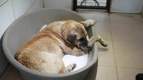 Bolu'da Köpeğe Çarpan Sürücü Serbest Bırakıldı