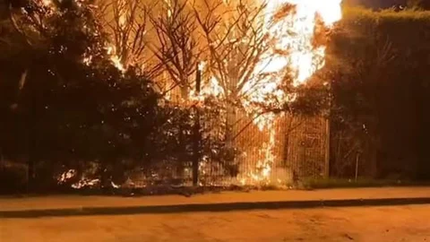Bursa'da Ağaç Yangını Paniği