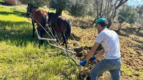Aydın'da Zeytinlikte Geleneksel Üretim