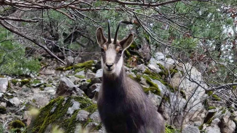 Gümüşhane'de Yaban Keçileri Görüntülendi