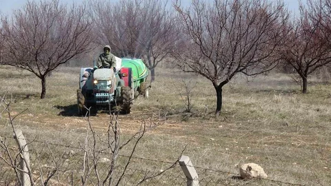 Kayısılarda Önemli Bakım Süreci Başladı