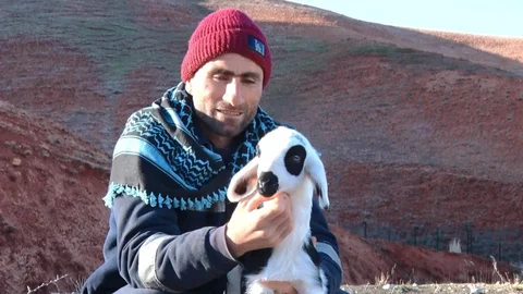 Başkent’te Kuzuların Annesiyle Buluşma Anı Görüntülendi