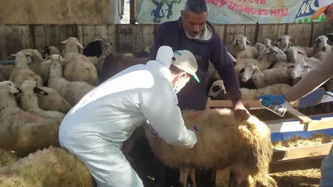 Koçarlı'da Küçükbaş Hayvan Aşılaması Devam Ediyor