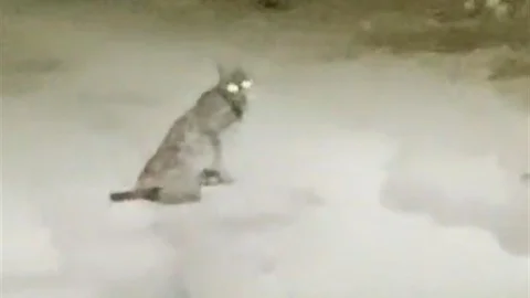 Konya'da Nadir Vaşak Görüntüsü