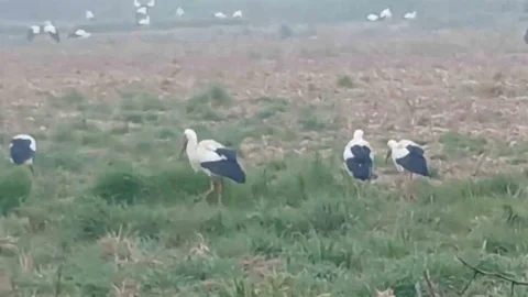 Edirne'de Leyleklerin Göçü Başladı