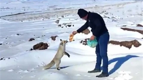 Kışın Zor Günlerinde Tilkiye Şefkat Eli