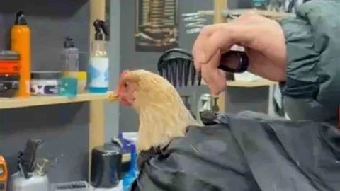 Siirt'te Tavuk Tıraşı Sosyal Medyada Gündem Oldu