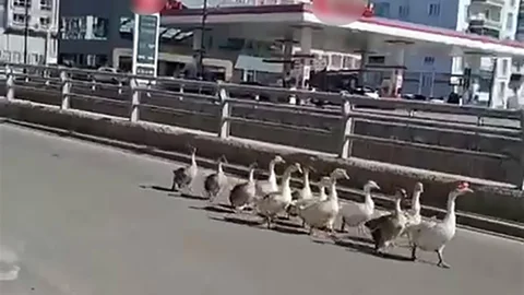 Sivas'ta Kazların Geçidi Görüntülendi