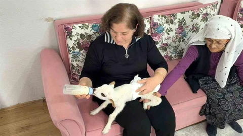 Öksüz Kuzu "Balım" Şenol Ailesinin Şefkatiyle Hayata Tutundu