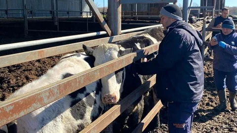 Trakya'da Şap Hastalığına Aşılama Devam Ediyor