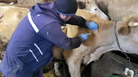 Demirözü'nde Aşılama Çalışmaları Devam Ediyor